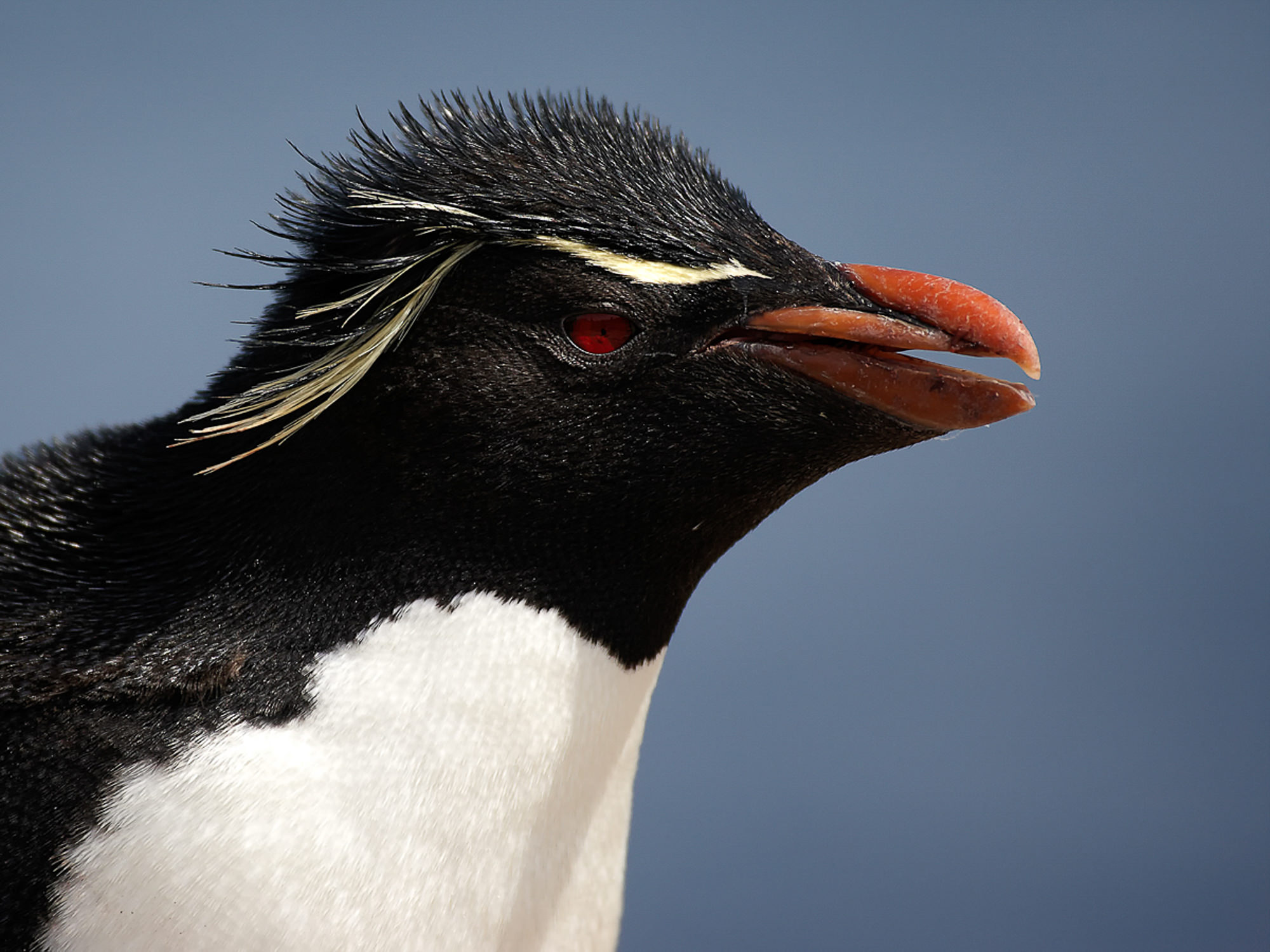 rockhopper penguin